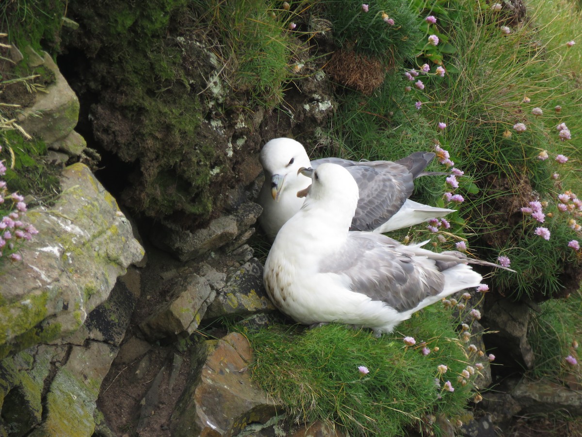 Fulmar boréal - ML620682472