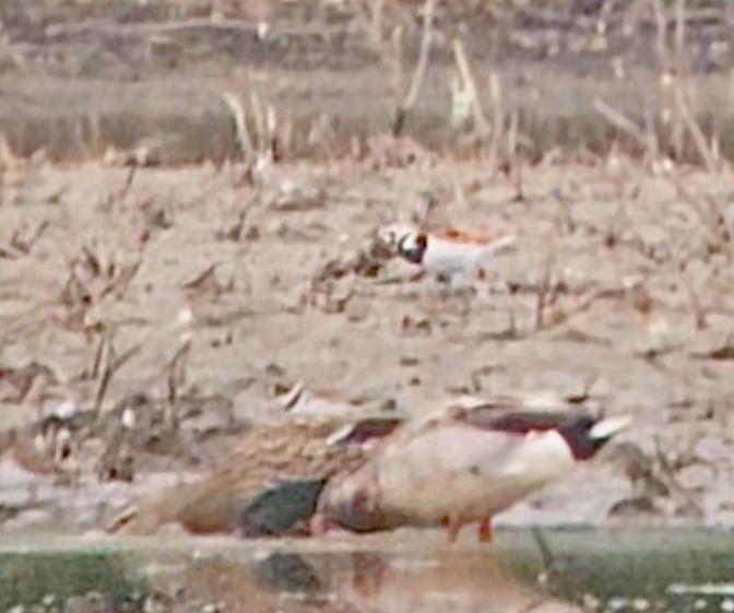 Ruddy Turnstone - ML620682474