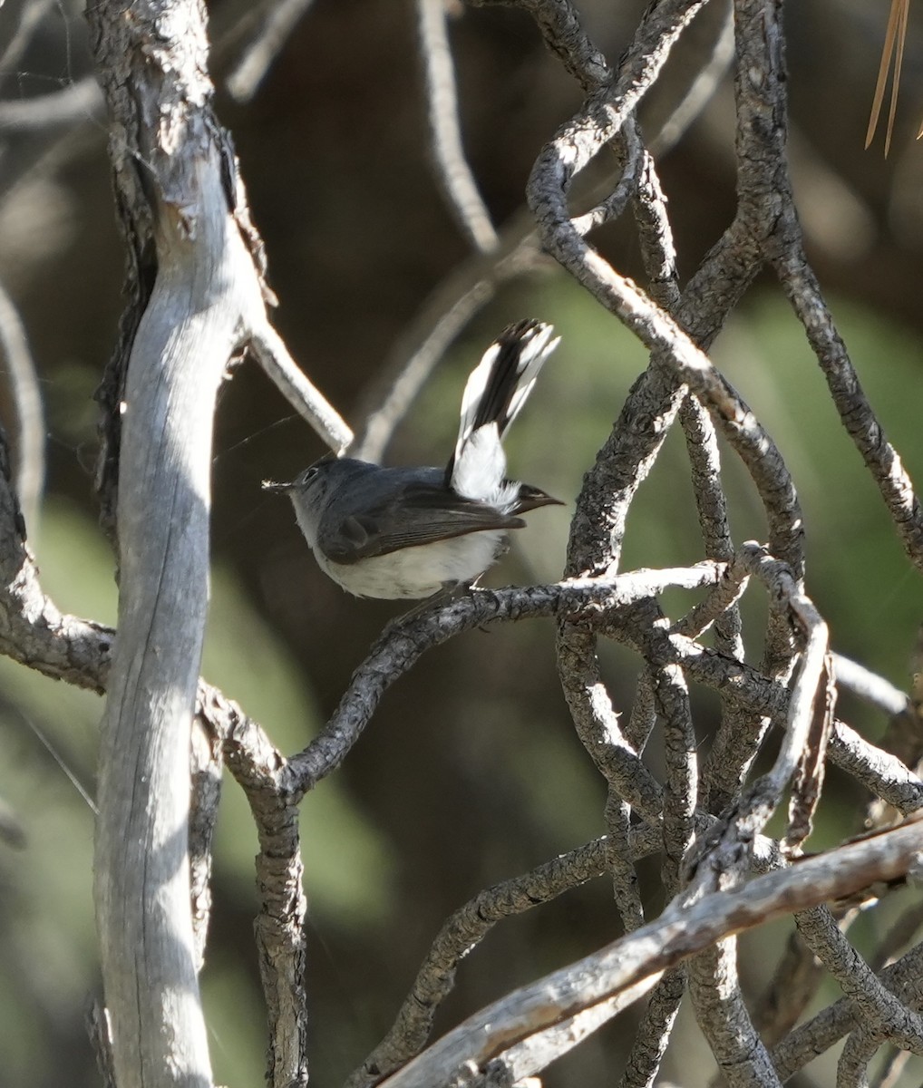 Blue-gray Gnatcatcher (obscura Group) - ML620682475