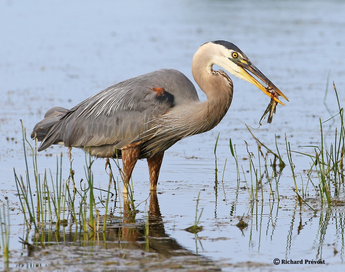 Garza Azulada - ML620682476