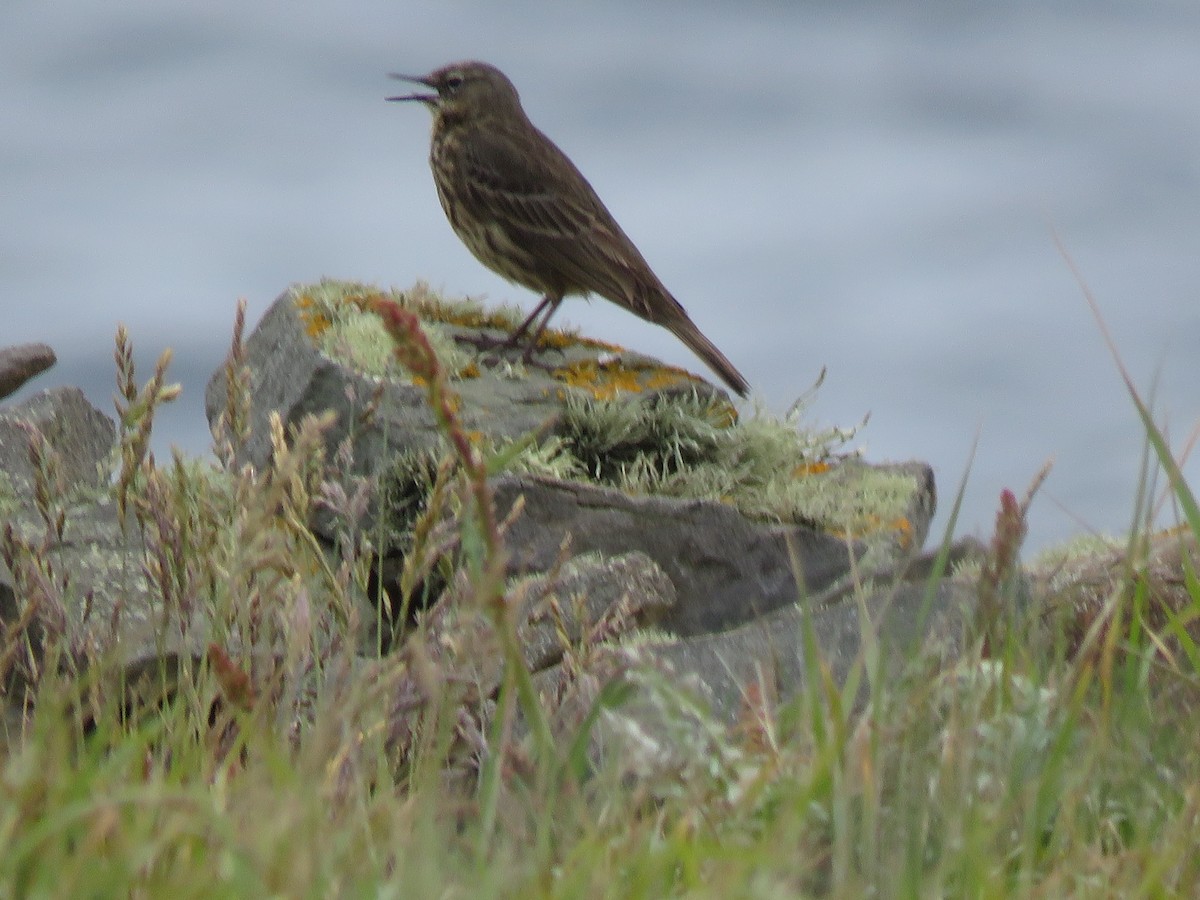 Rock Pipit - ML620682478