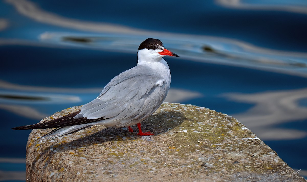 Common Tern - ML620682479