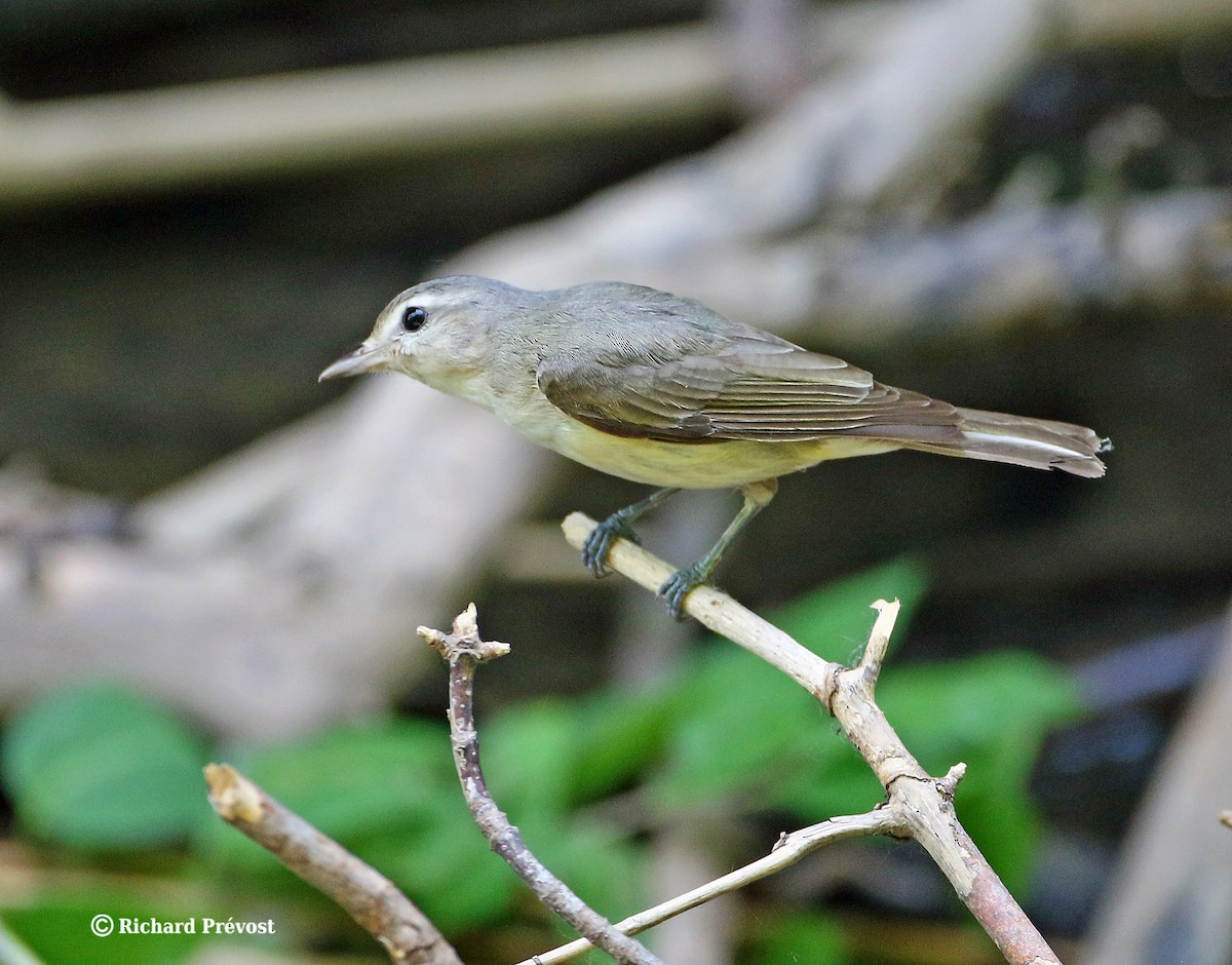 Warbling Vireo - ML620682482