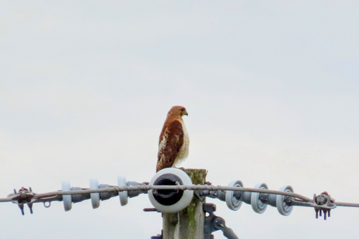 Red-tailed Hawk - ML620682483