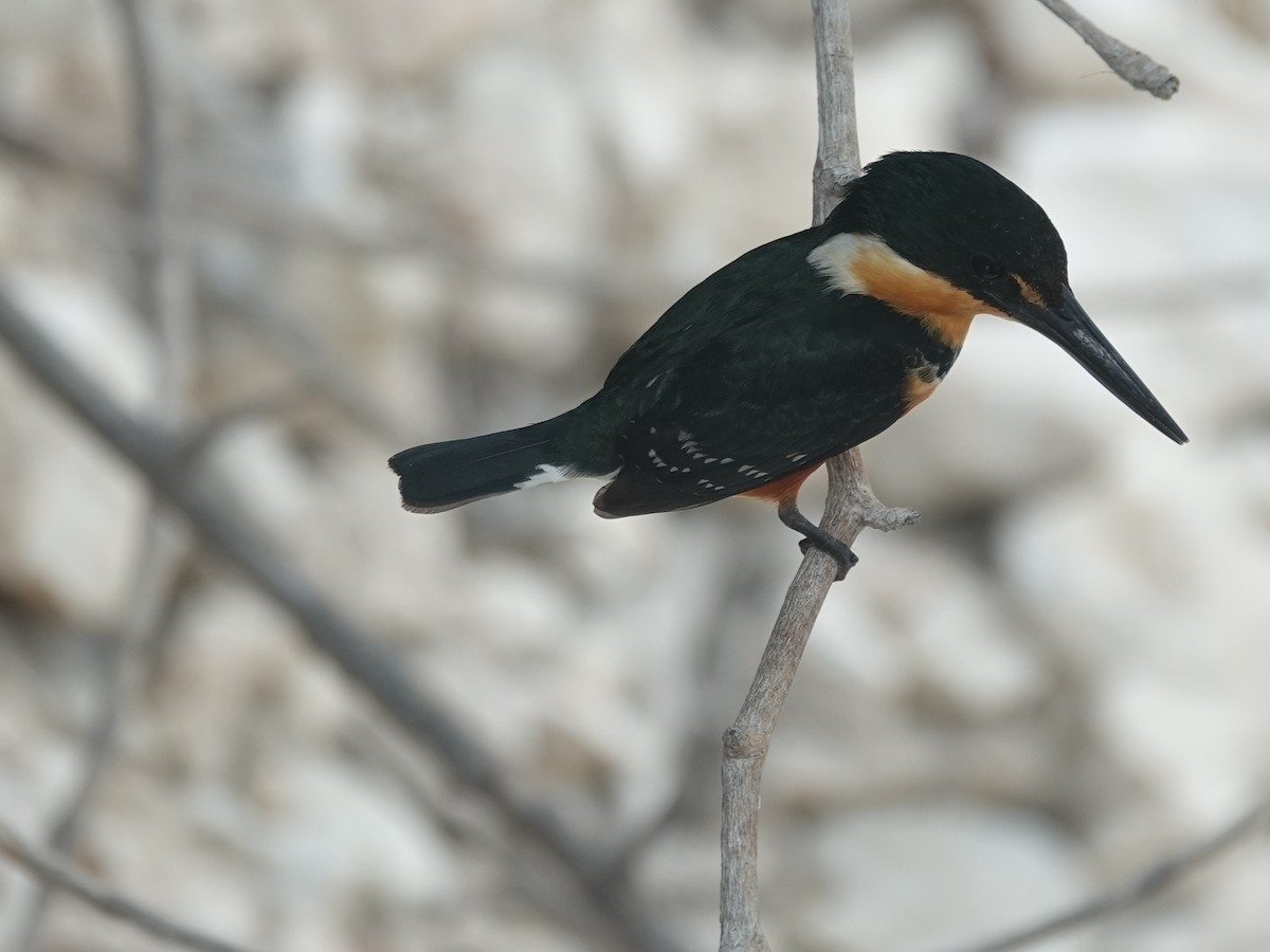 American Pygmy Kingfisher - ML620682488