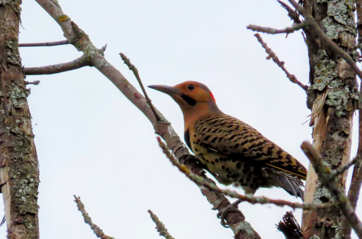 Northern Flicker - ML620682489