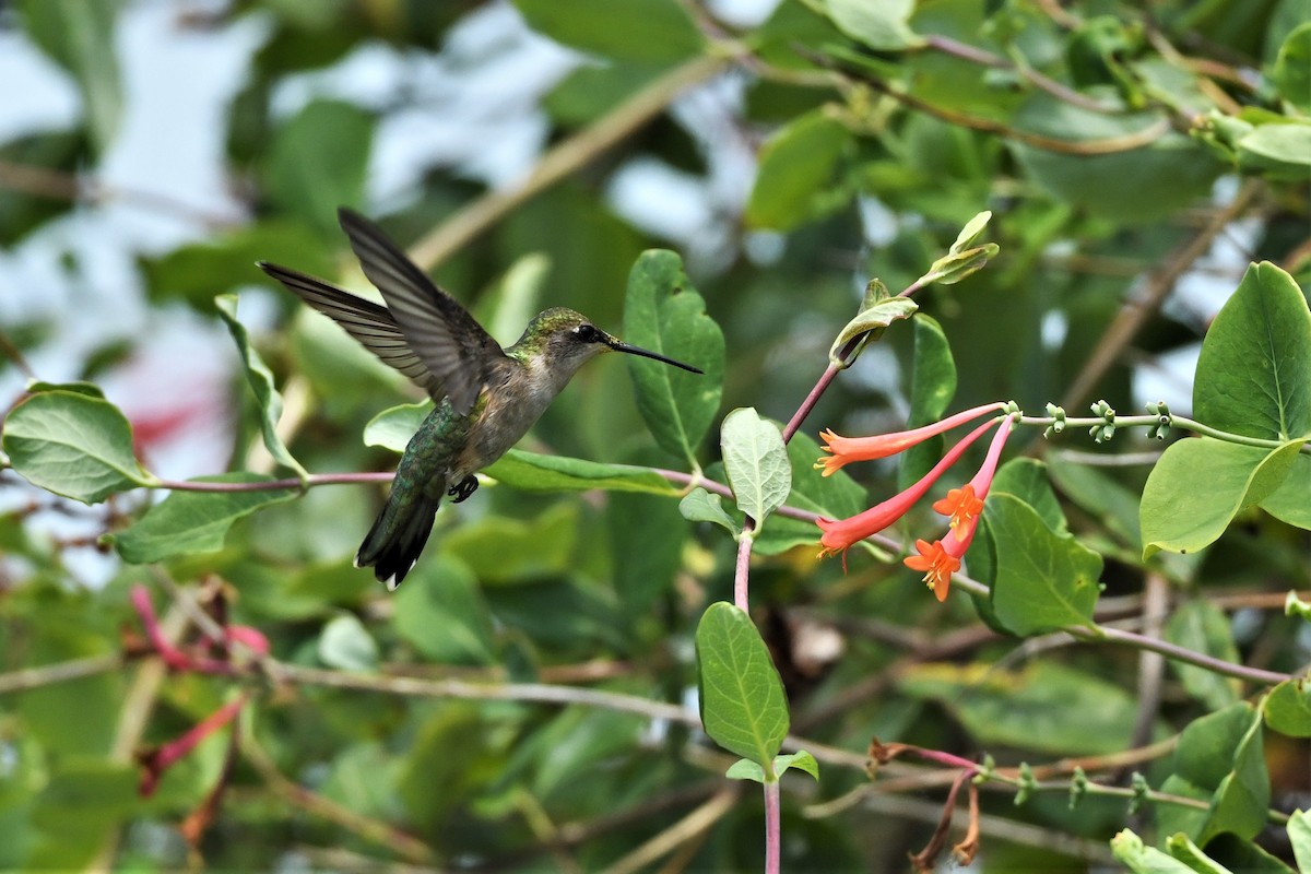 Colibri à gorge rubis - ML620682490