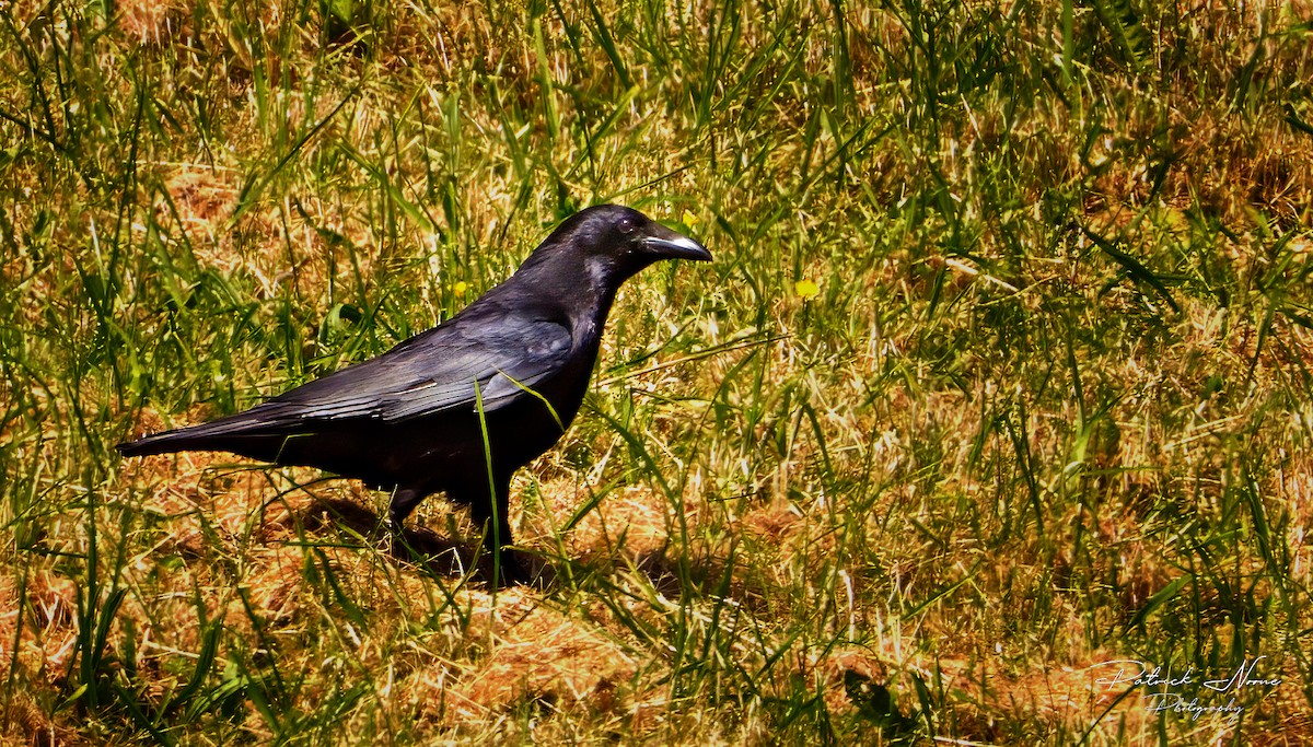 Carrion Crow - Patrick Noone