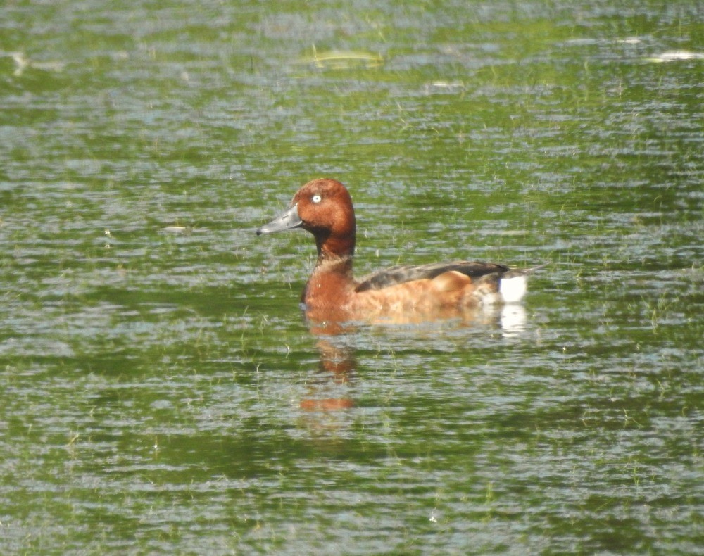 Ferruginous Duck - ML620682493