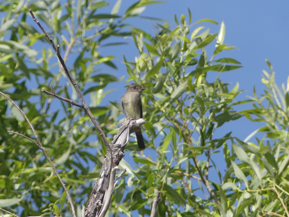 Western Wood-Pewee - Lori Markoff