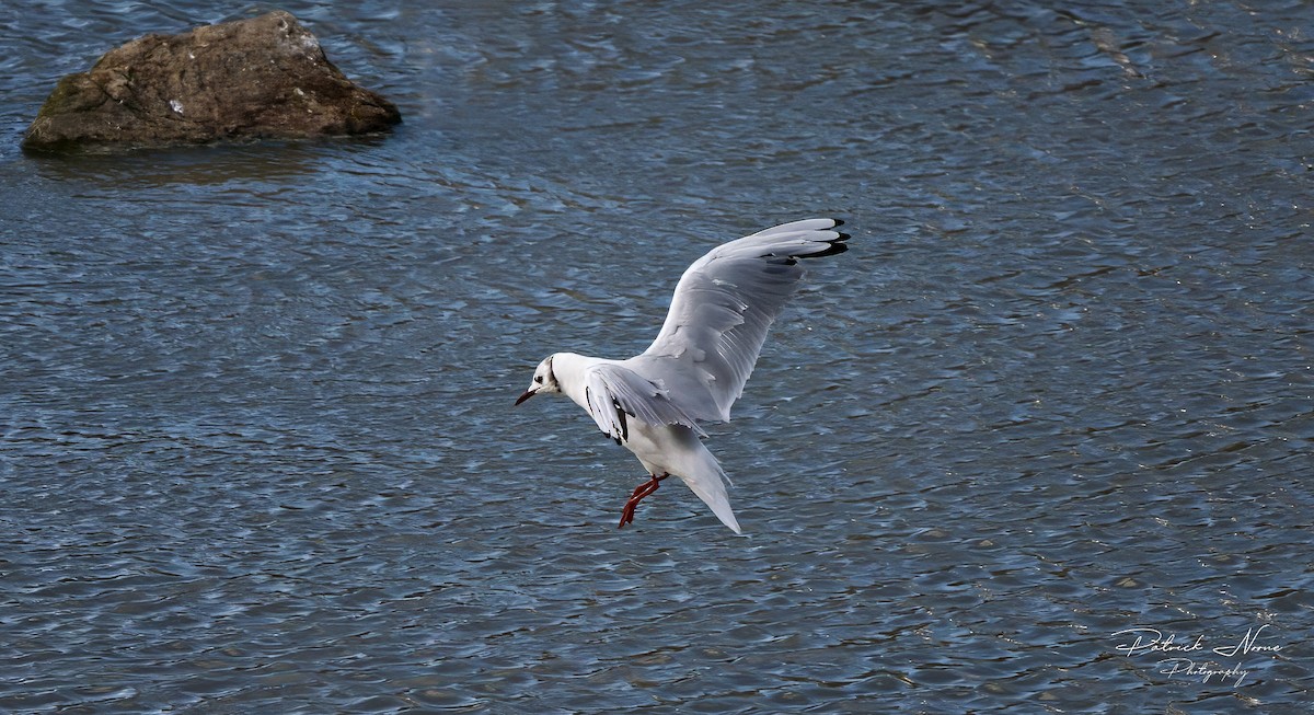 Mouette rieuse - ML620682500