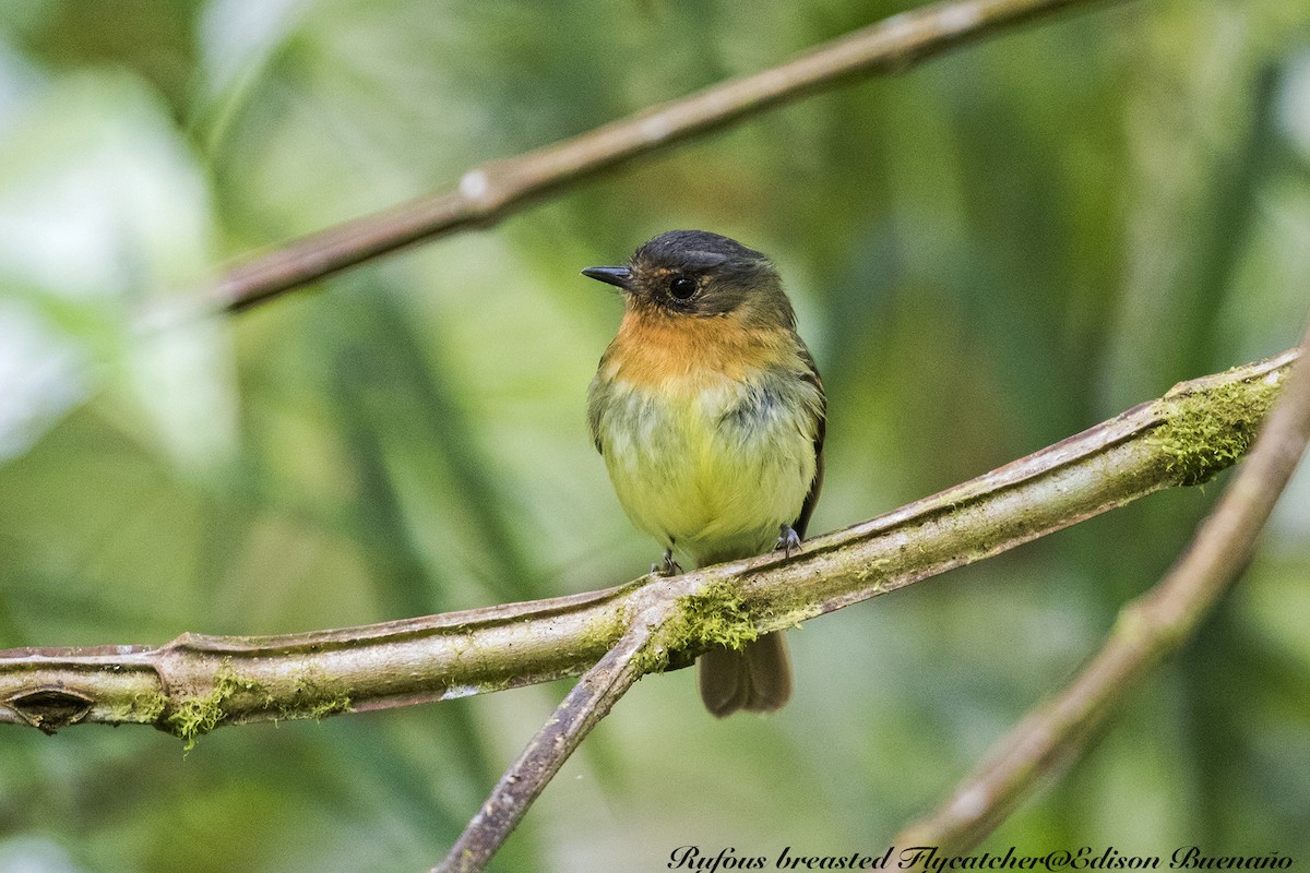 Rufous-breasted Flycatcher - ML620682502