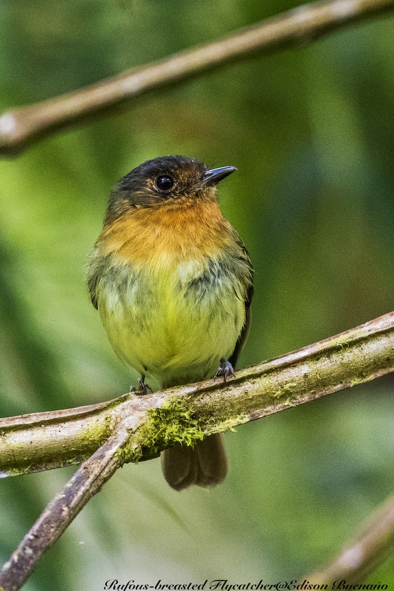 Rufous-breasted Flycatcher - ML620682503