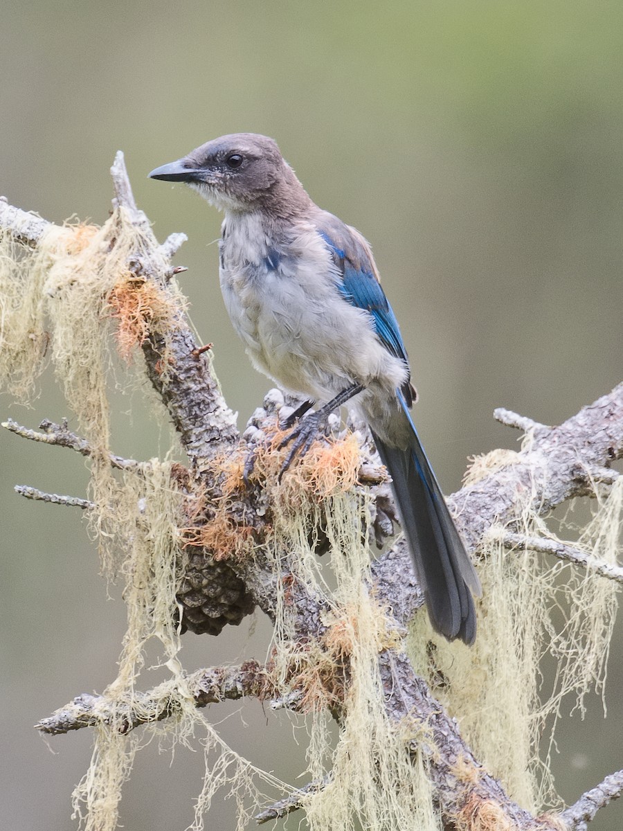 California Scrub-Jay - ML620682522