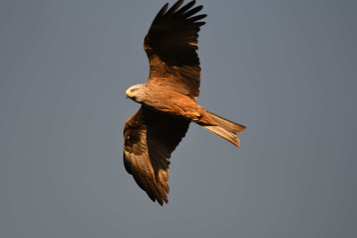 黑鳶 - ML620682525