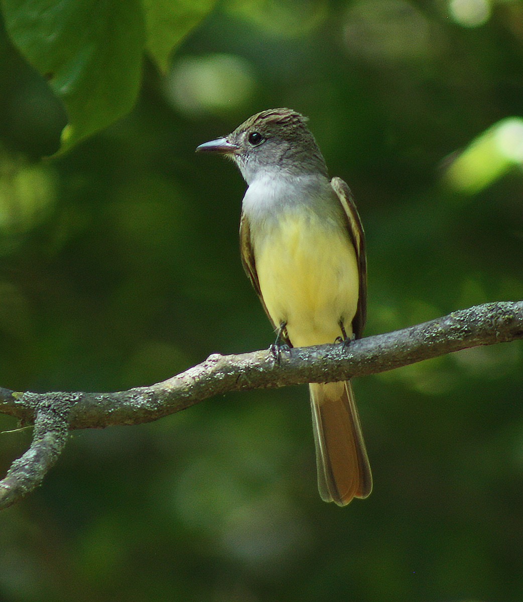 Great Crested Flycatcher - ML620682535