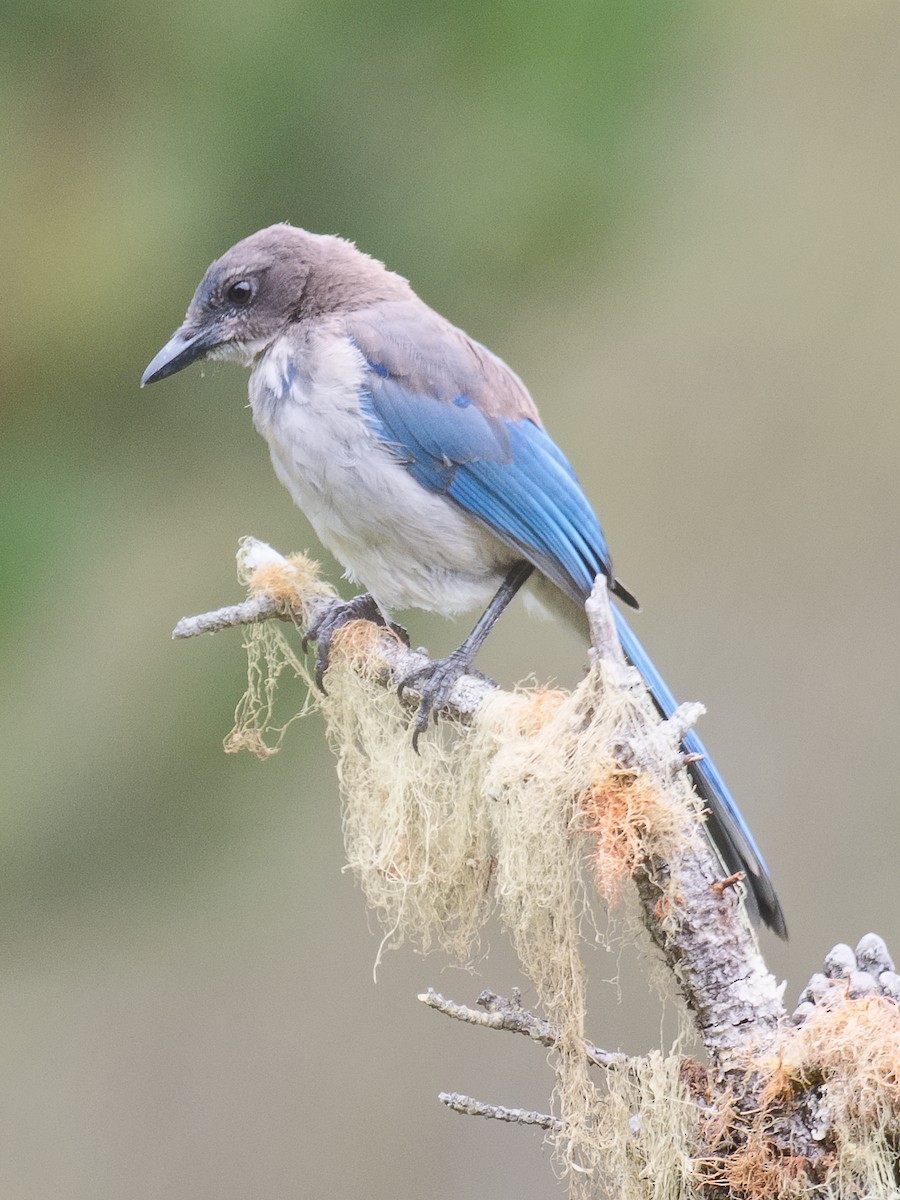 California Scrub-Jay - ML620682536