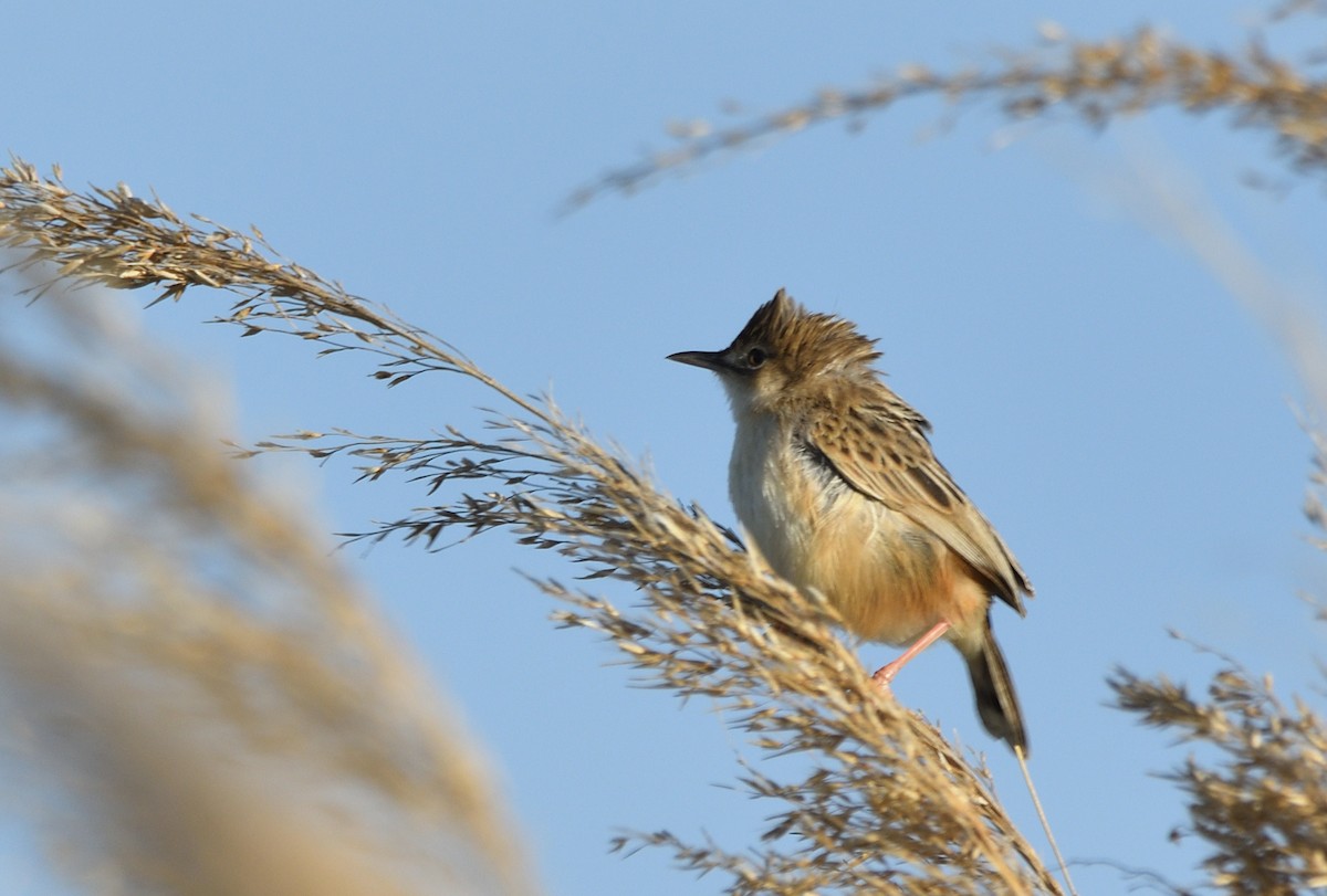 Zitting Cisticola - ML620682540