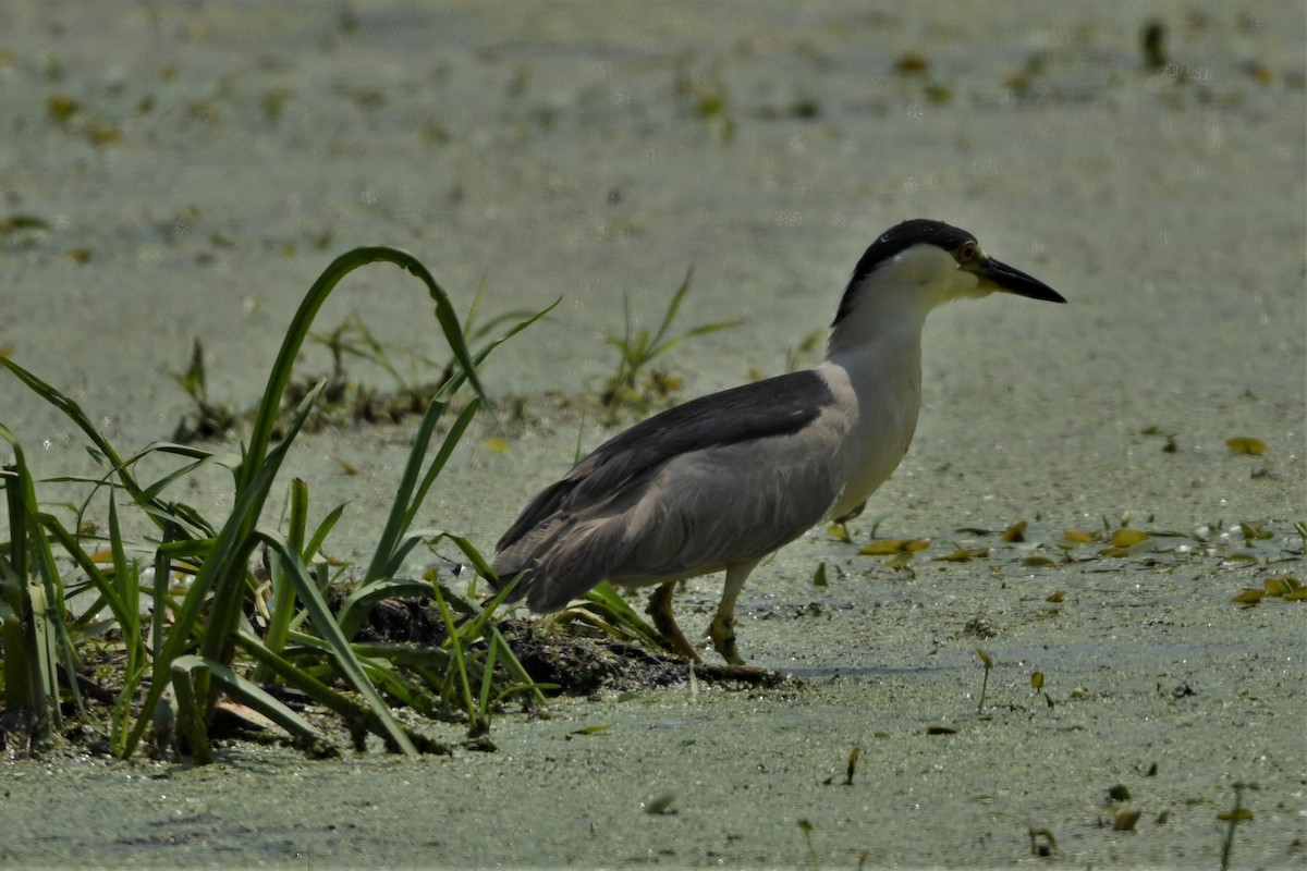 Black-crowned Night Heron - ML620682541