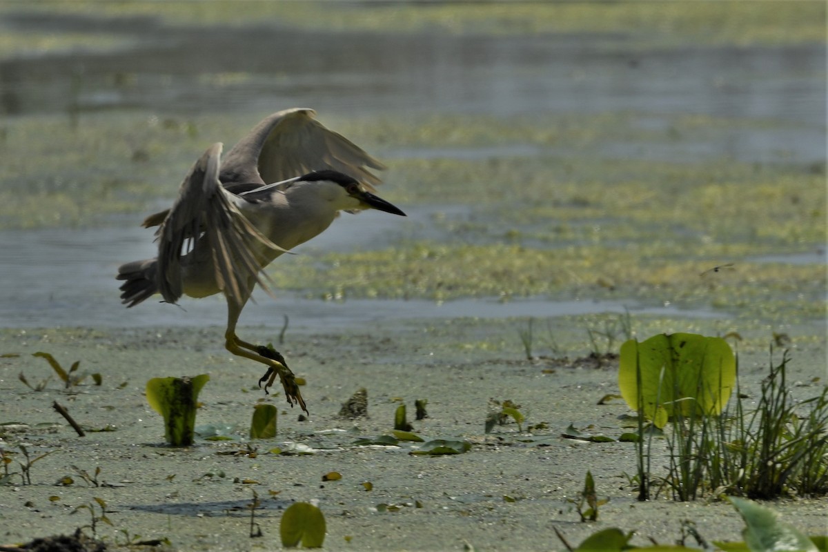 Black-crowned Night Heron - ML620682542