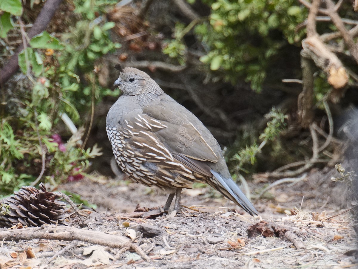 California Quail - ML620682545