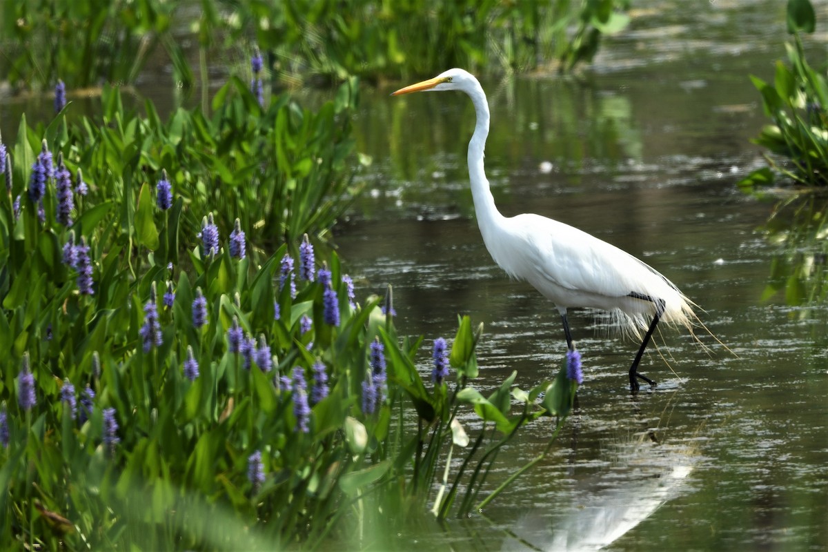 Great Egret - ML620682546