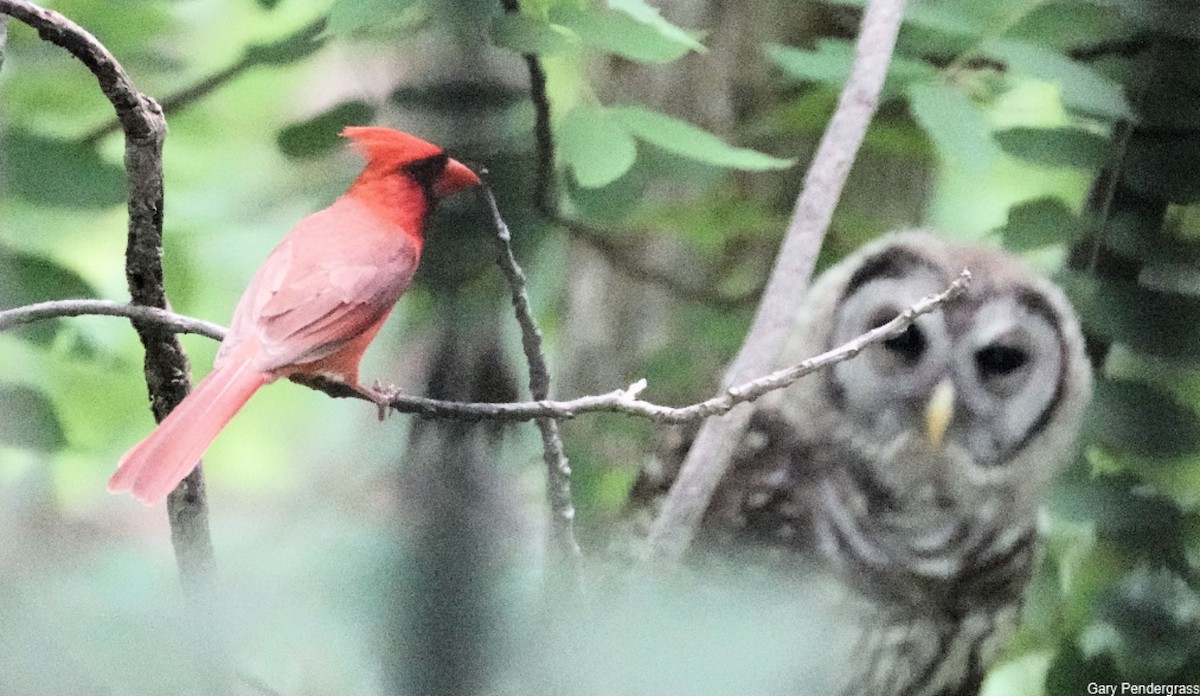 Cardinal rouge - ML620682552