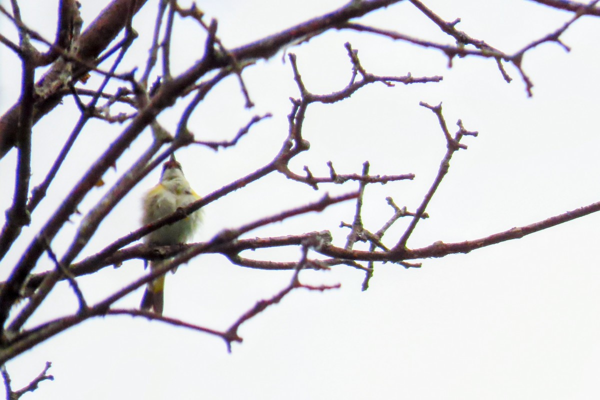 American Redstart - ML620682553