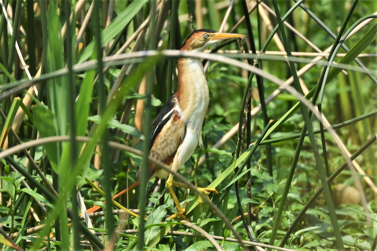 Least Bittern - ML620682554