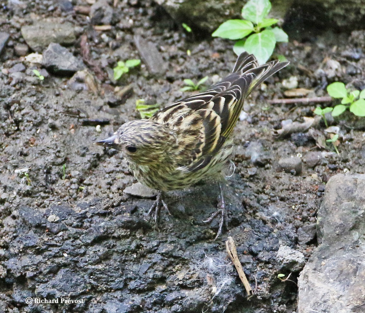 Pine Siskin - Richard Prévost