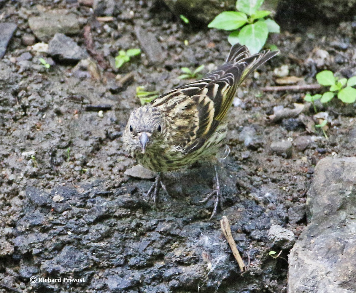 Pine Siskin - ML620682560