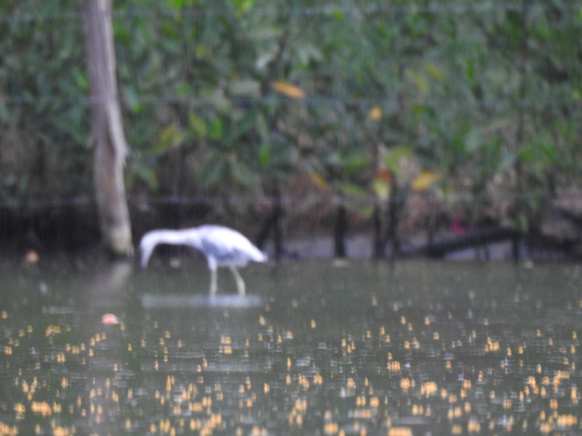 Little Blue Heron - ML620682562