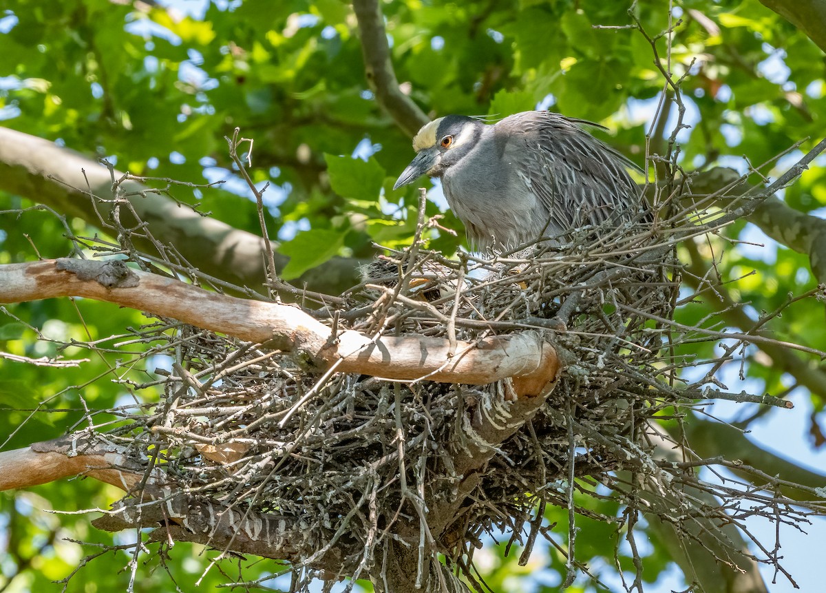 Yellow-crowned Night Heron - ML620682567