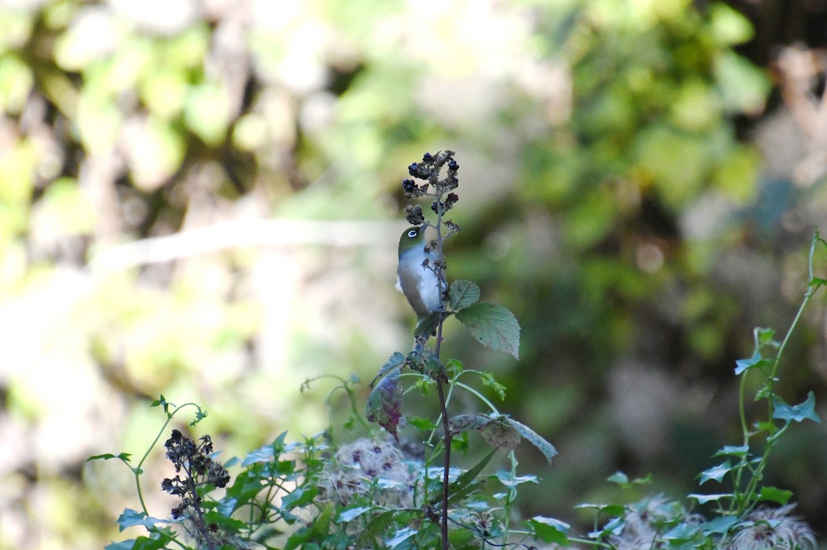 Silvereye - ML620682573