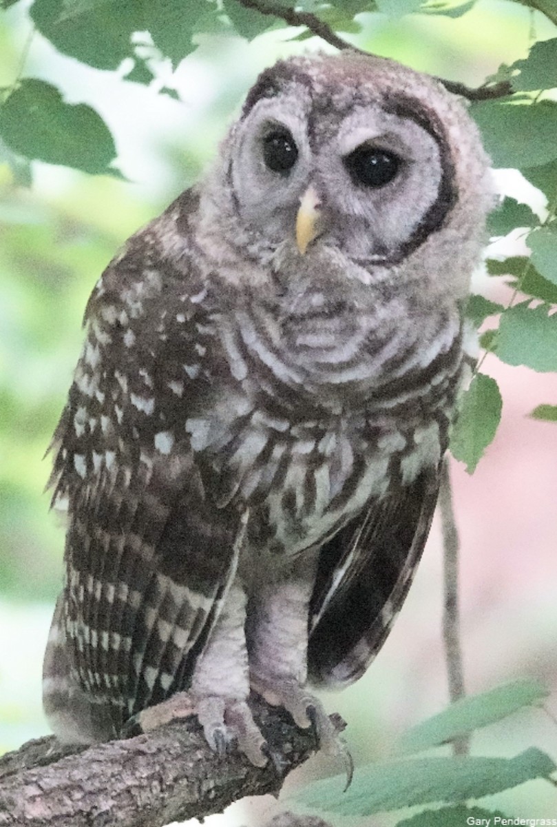 Barred Owl - ML620682575