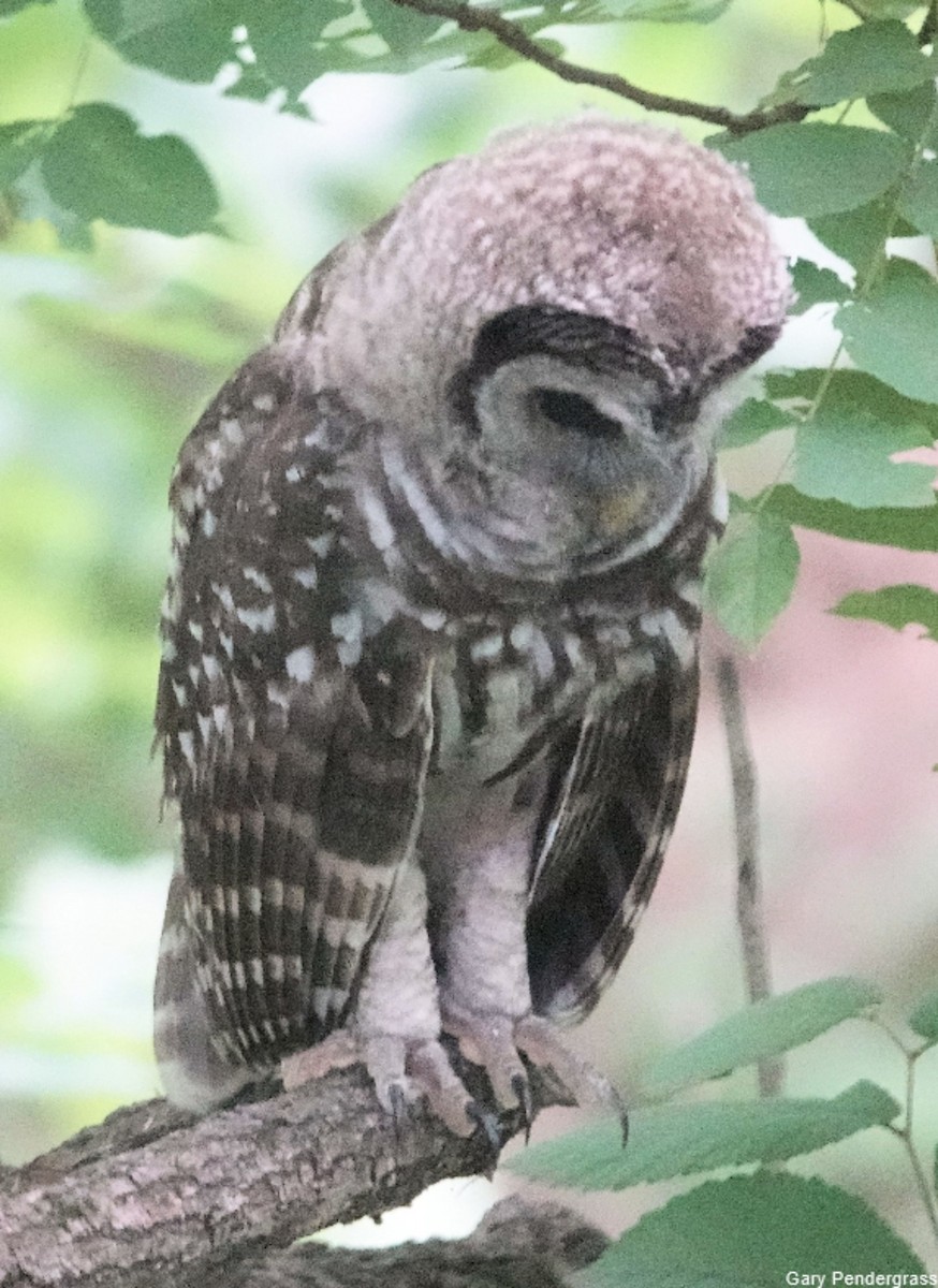 Barred Owl - Gary Pendergrass