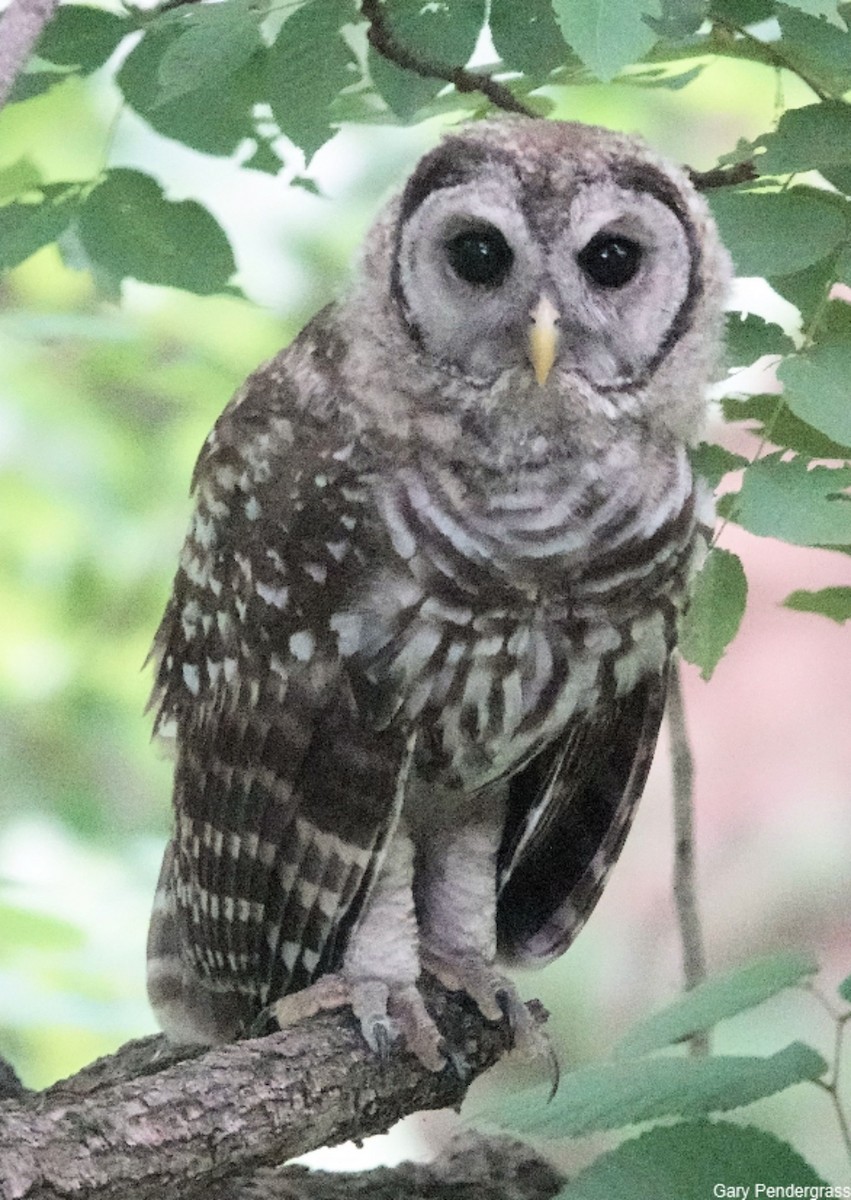 Barred Owl - ML620682580