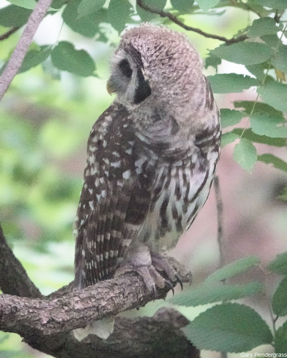 Barred Owl - ML620682581