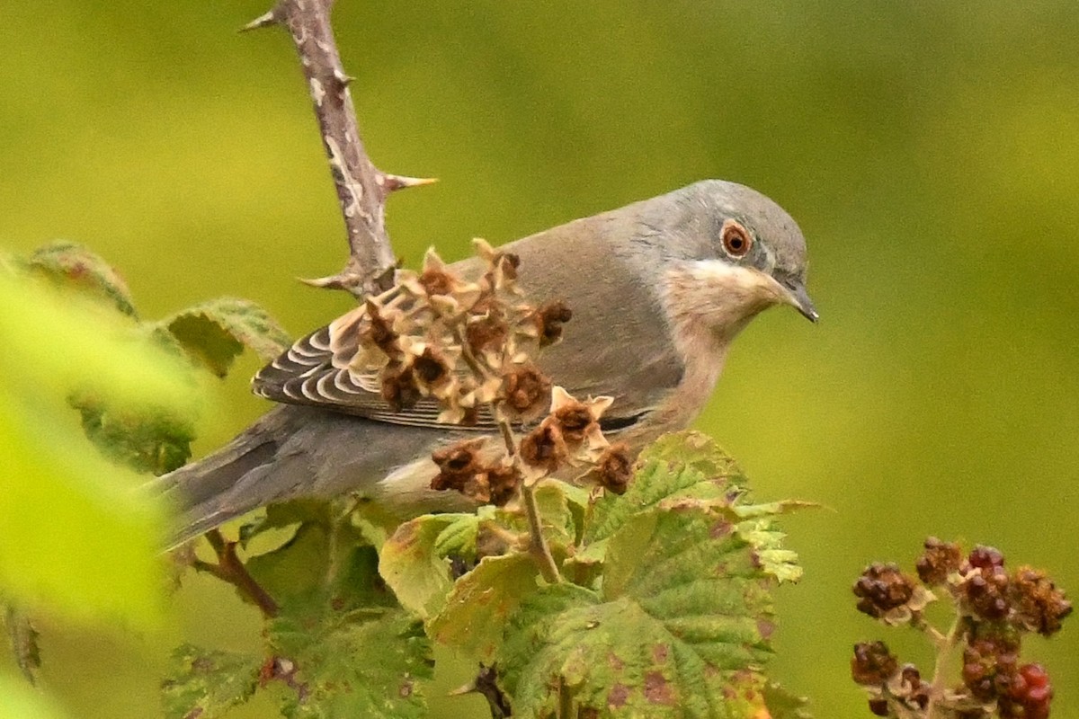 Eastern Subalpine Warbler - ML620682582