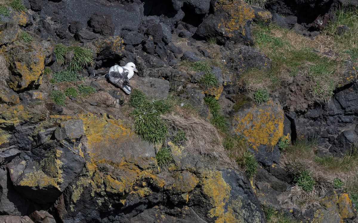 Fulmar Boreal (Atlántico) - ML620682585