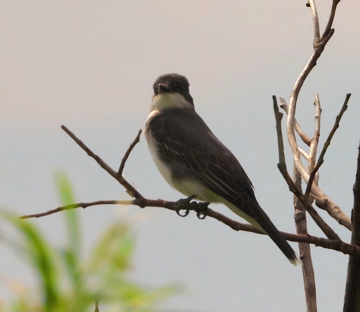 Eastern Kingbird - ML620682591