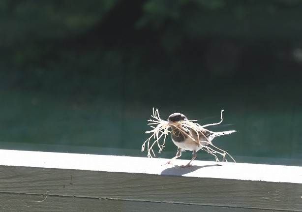 Dark-eyed Junco - ML620682593