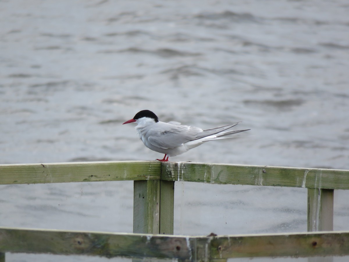 Arctic Tern - ML620682595