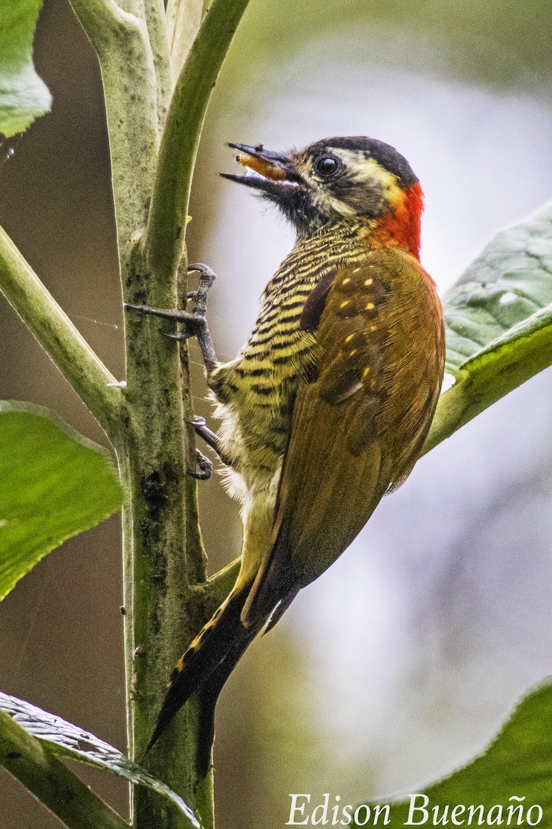 Yellow-vented Woodpecker - ML620682596