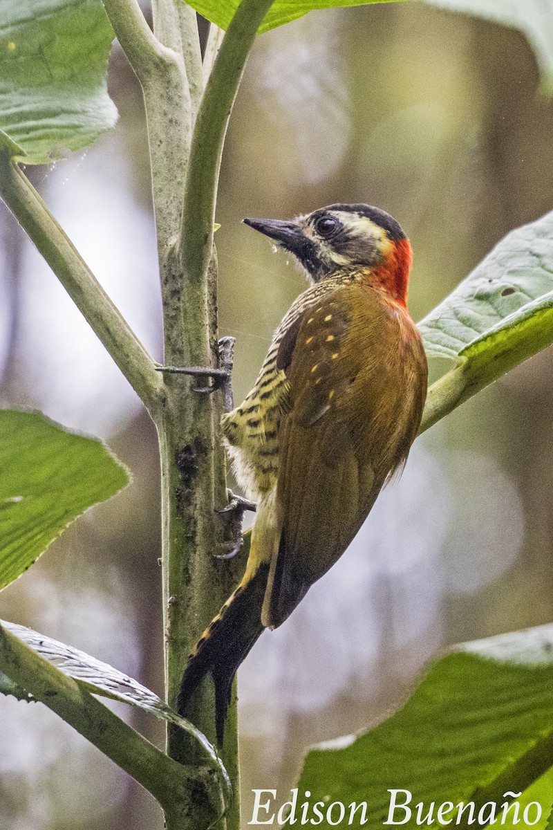 Yellow-vented Woodpecker - ML620682597