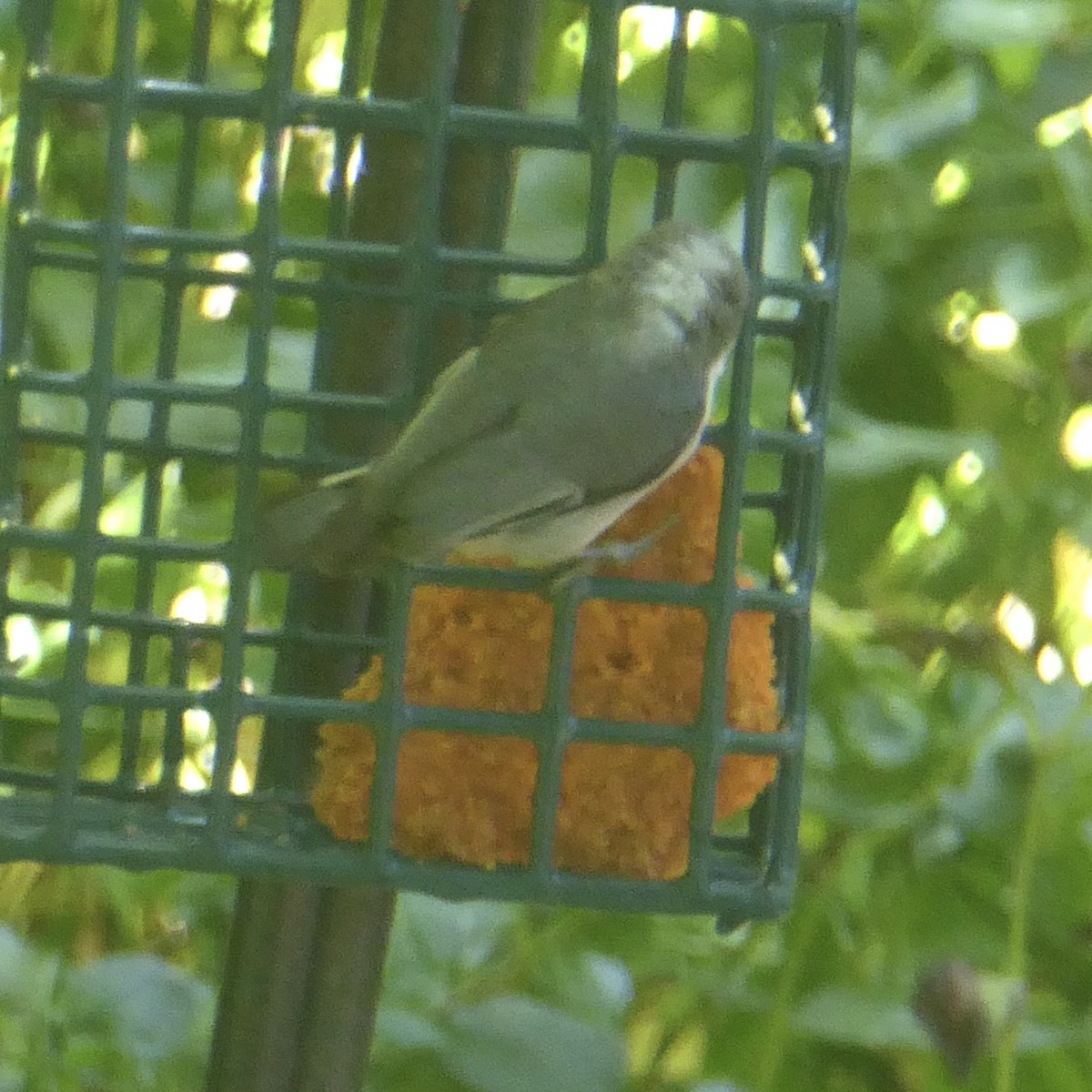 Pygmy Nuthatch - Anonymous