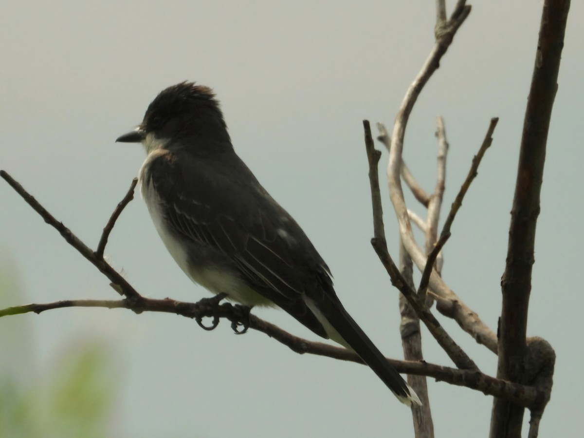 Eastern Kingbird - ML620682604