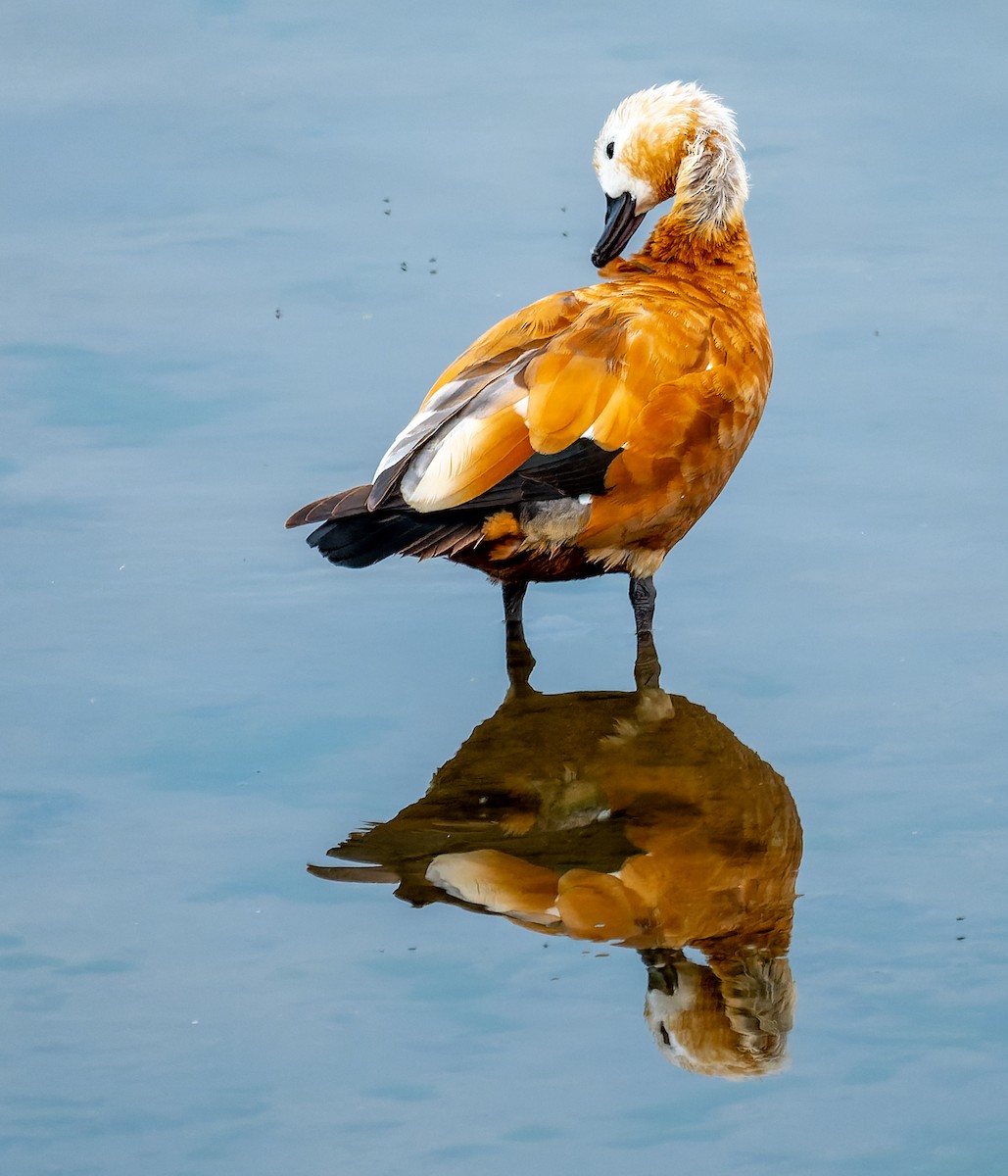 Ruddy Shelduck - Alexander Naumov