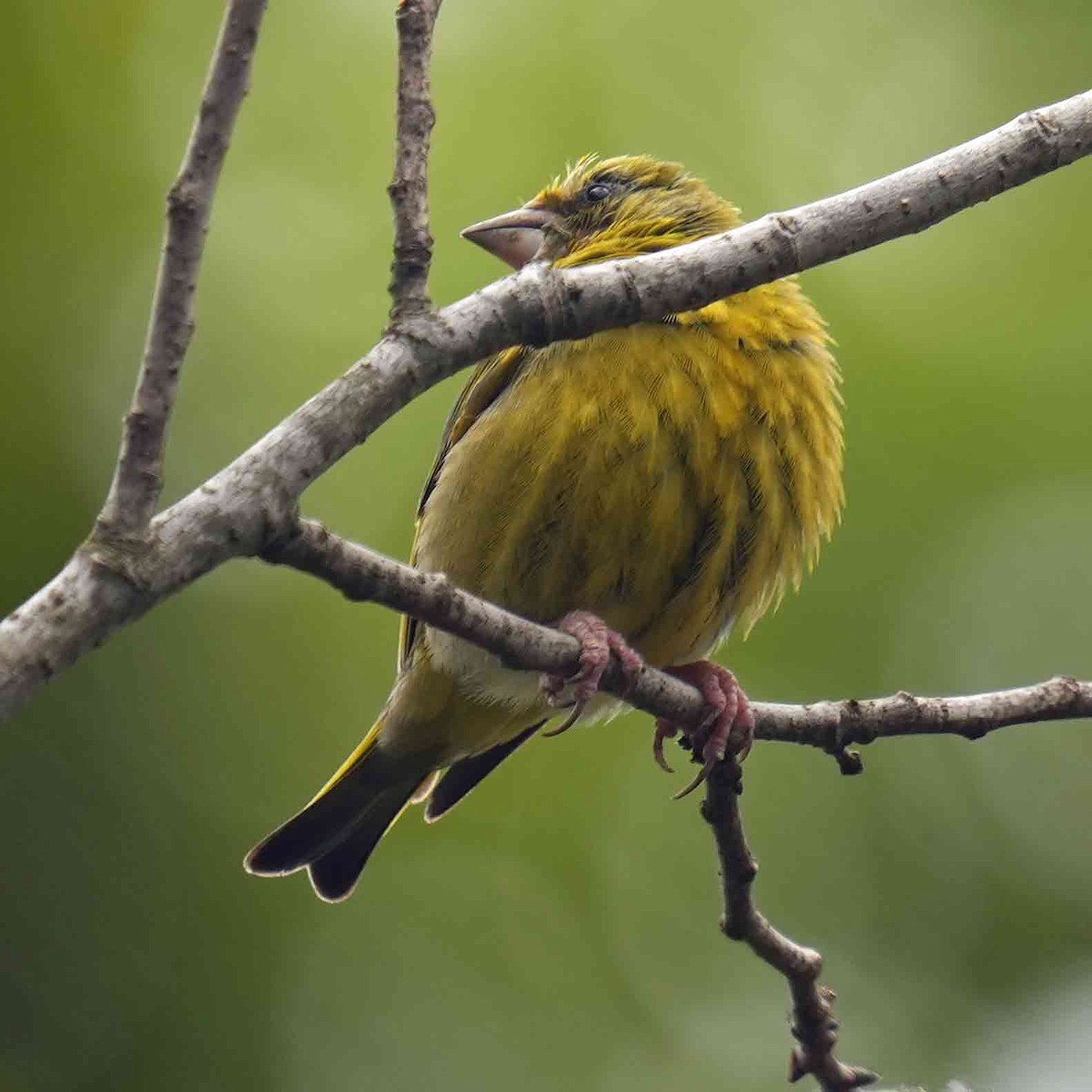 European Greenfinch - Basia Kruszewska