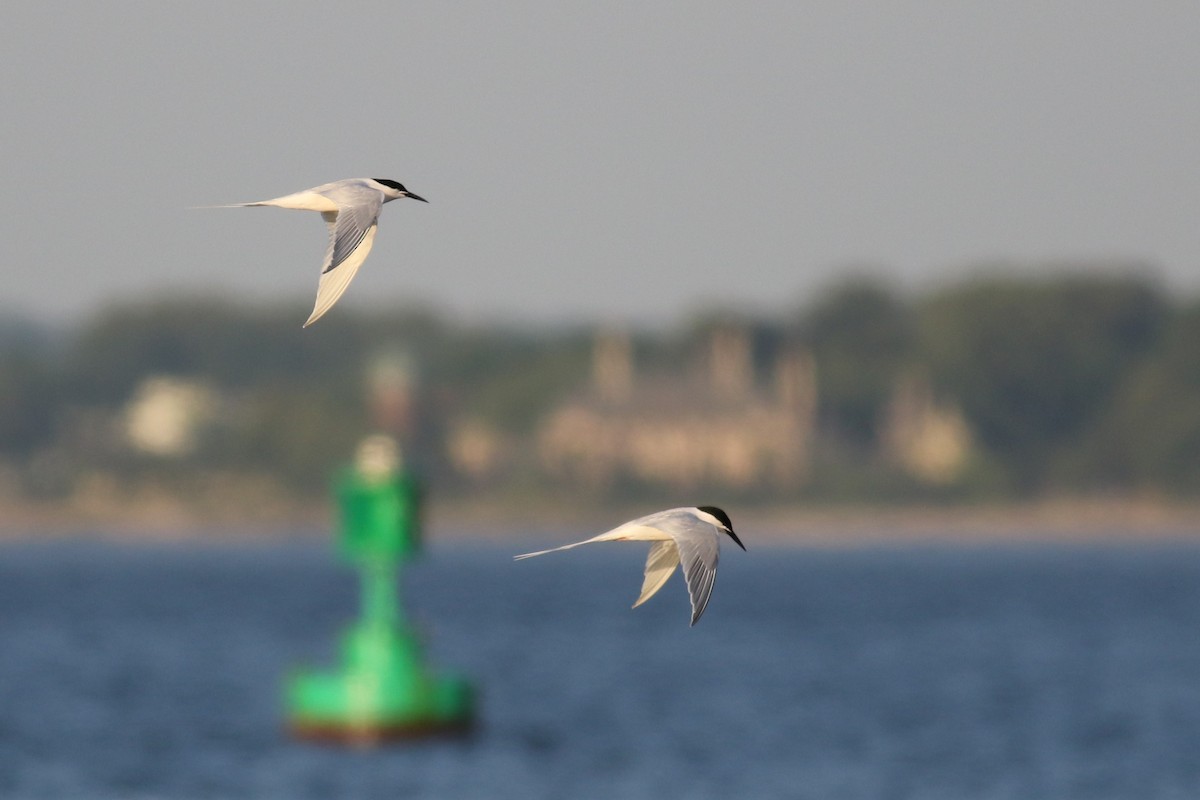 Roseate Tern - ML620682615